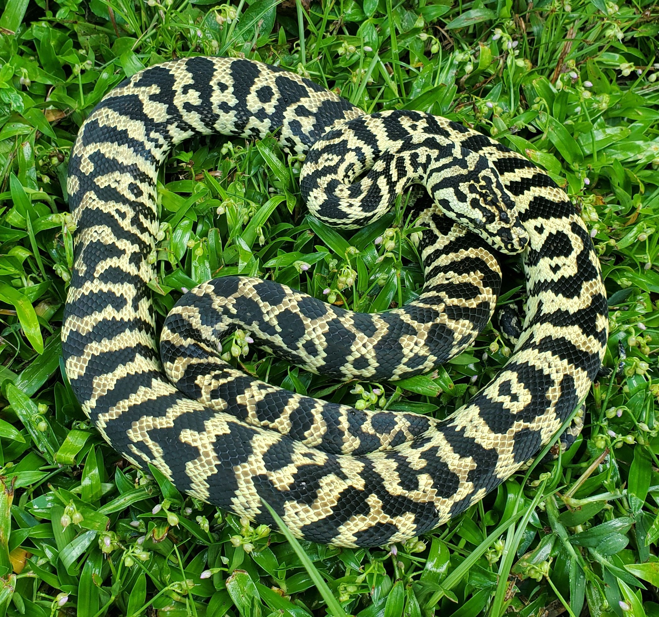 Zebra Jungle Carpet Python by Tierra de Morelia