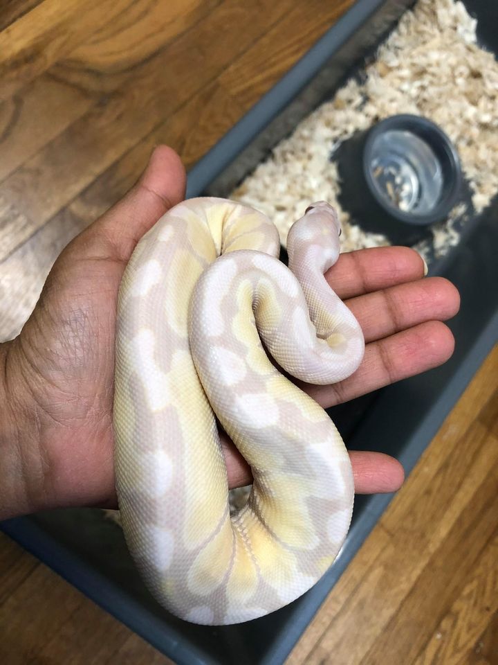 My silver queen, Cyan Sunday. All of my boas are my favorite, but she is my  #1 favorite! : snakes