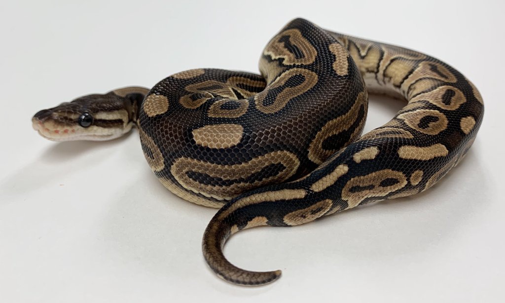 Cinnamon Ball Python by BHB Reptiles