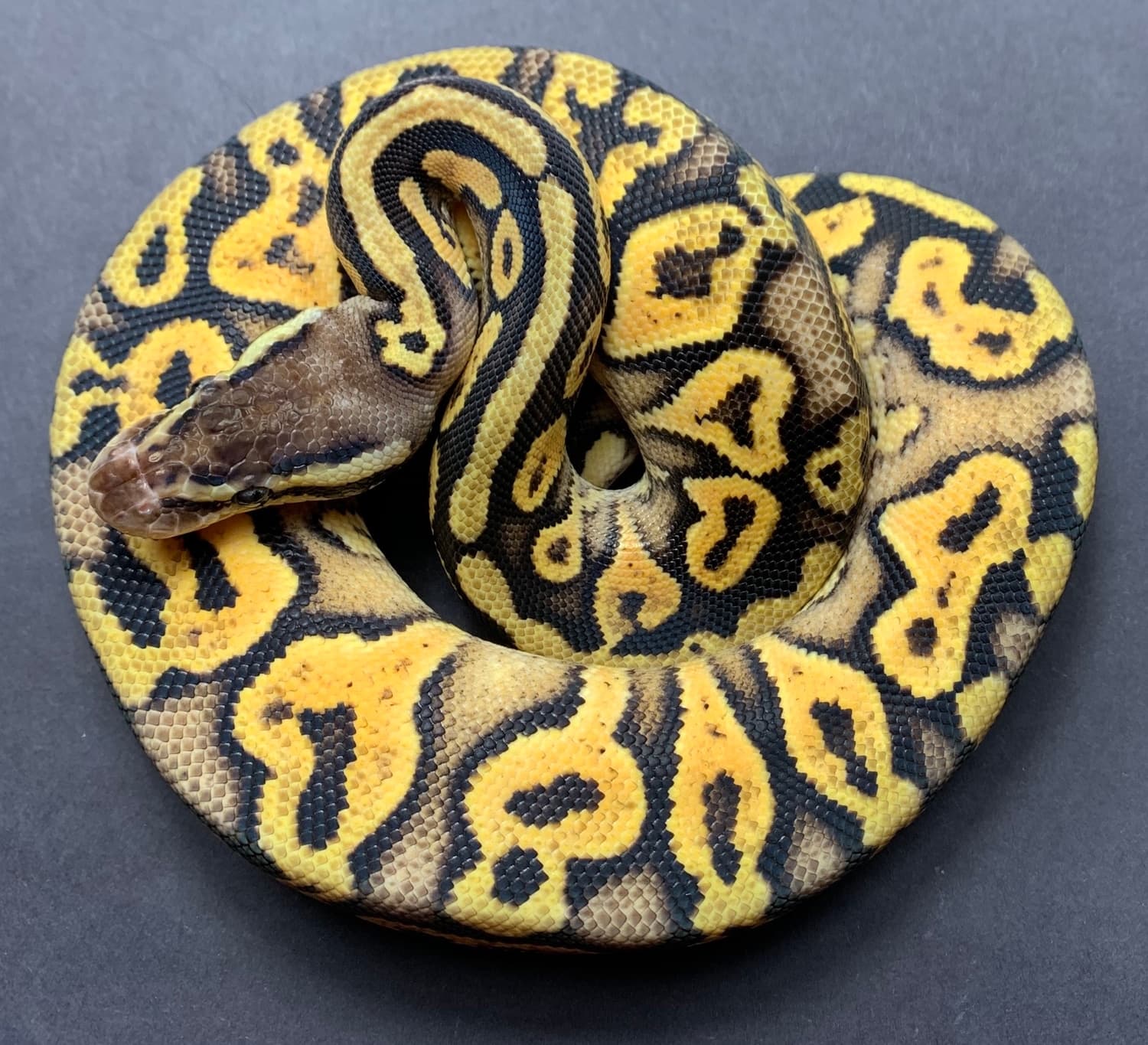 Exo-lbb - Ball Python Traits - Morphpedia