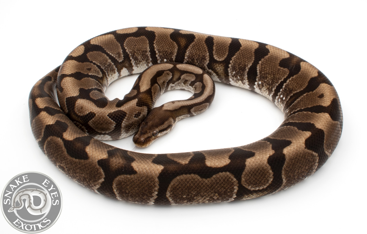 Hidden Gene Woma F Ball Python by Snake Eyes Exotics