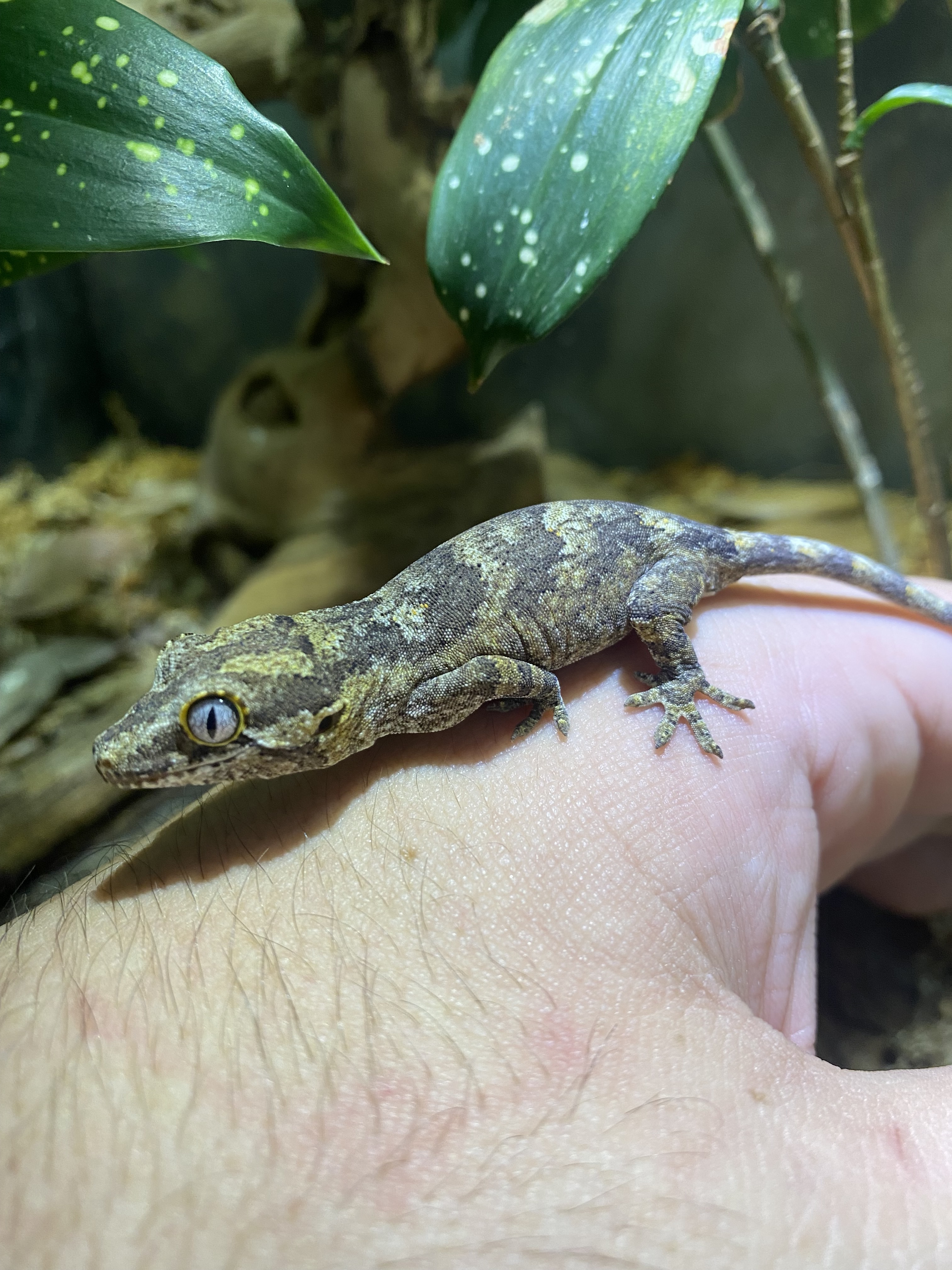 Reticulated Gargoyle Gecko by Jungle Bob's Reptile World