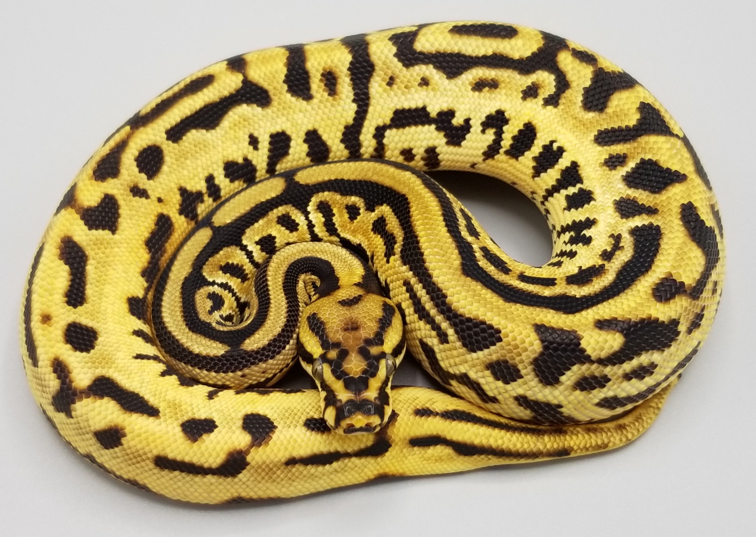 Orange Dream Vanilla Leopard Spotnose Het Daddy Ball Python by Milbradt & Caponetto Pythons