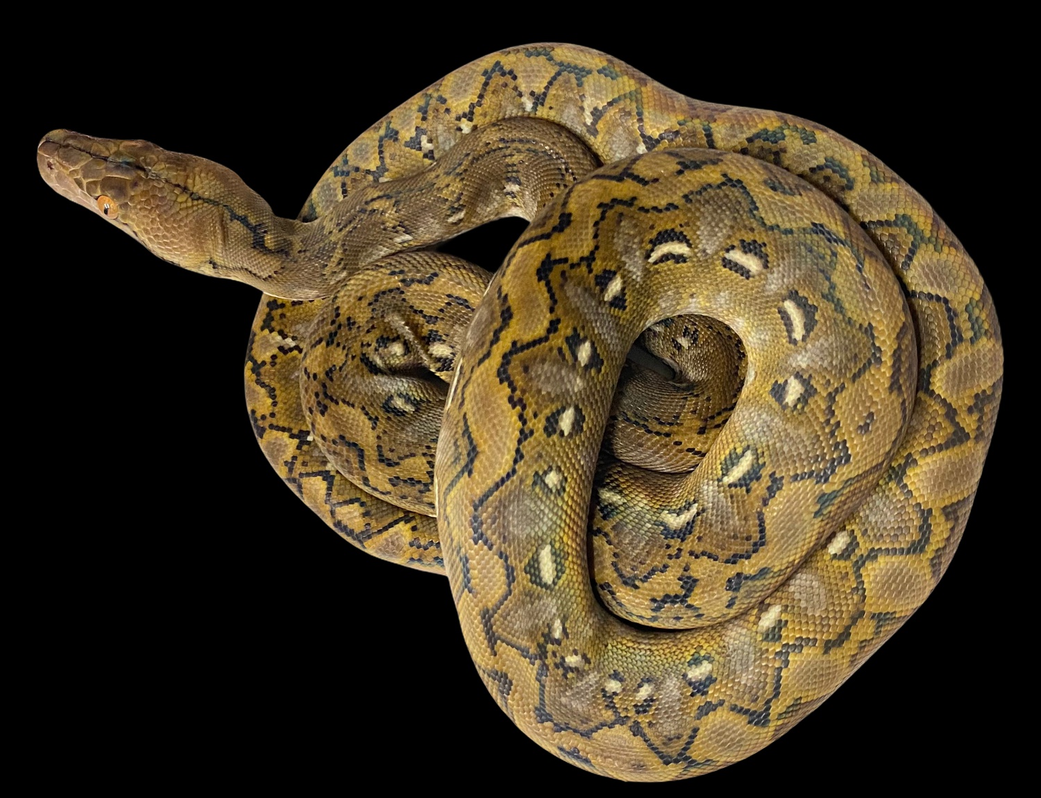 Pure Kayuadi Superdwarf Reticulated Python by Sangre De Serpent
