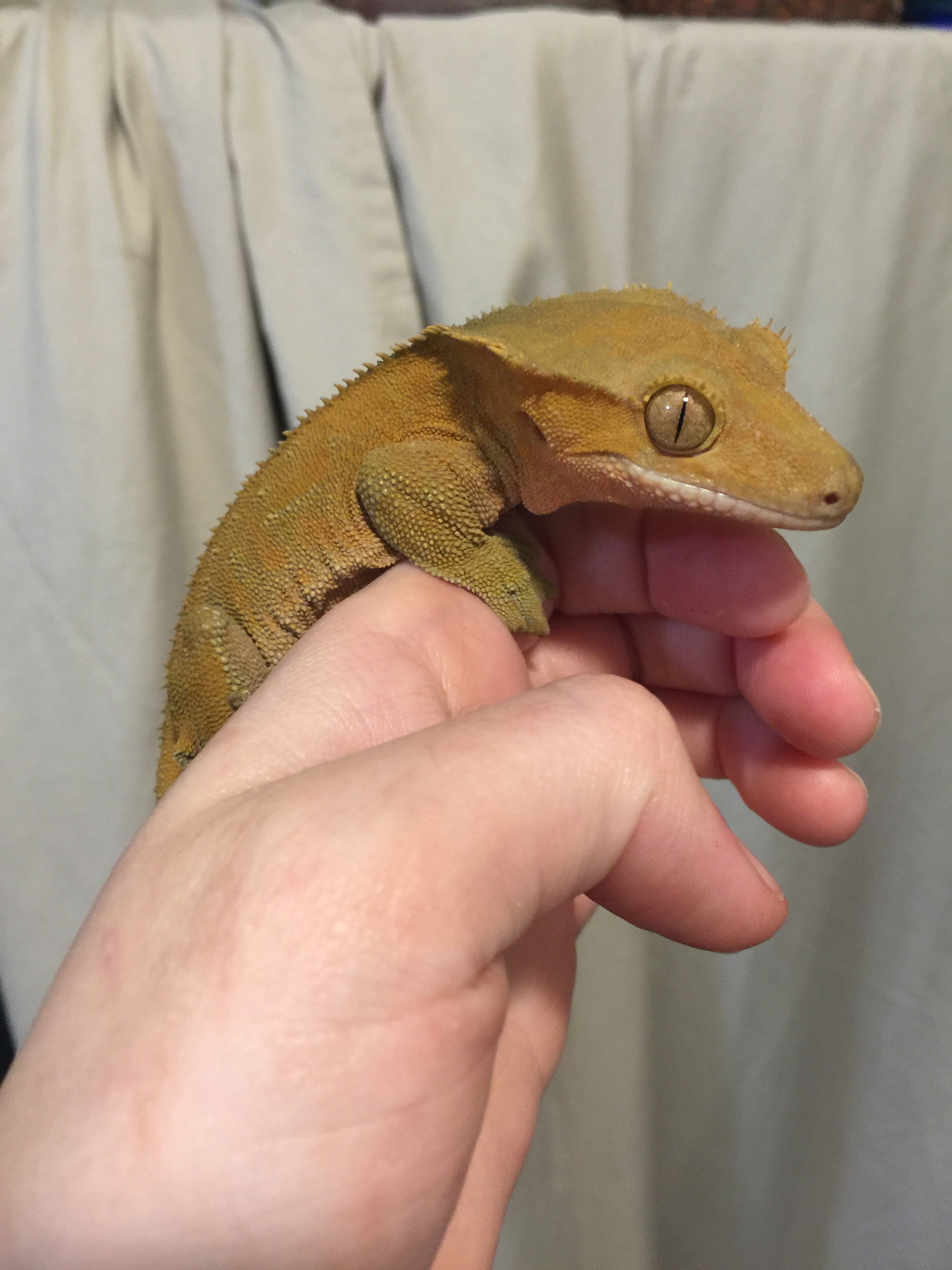 Patternless Crested Gecko by Kawaii Scale Babies