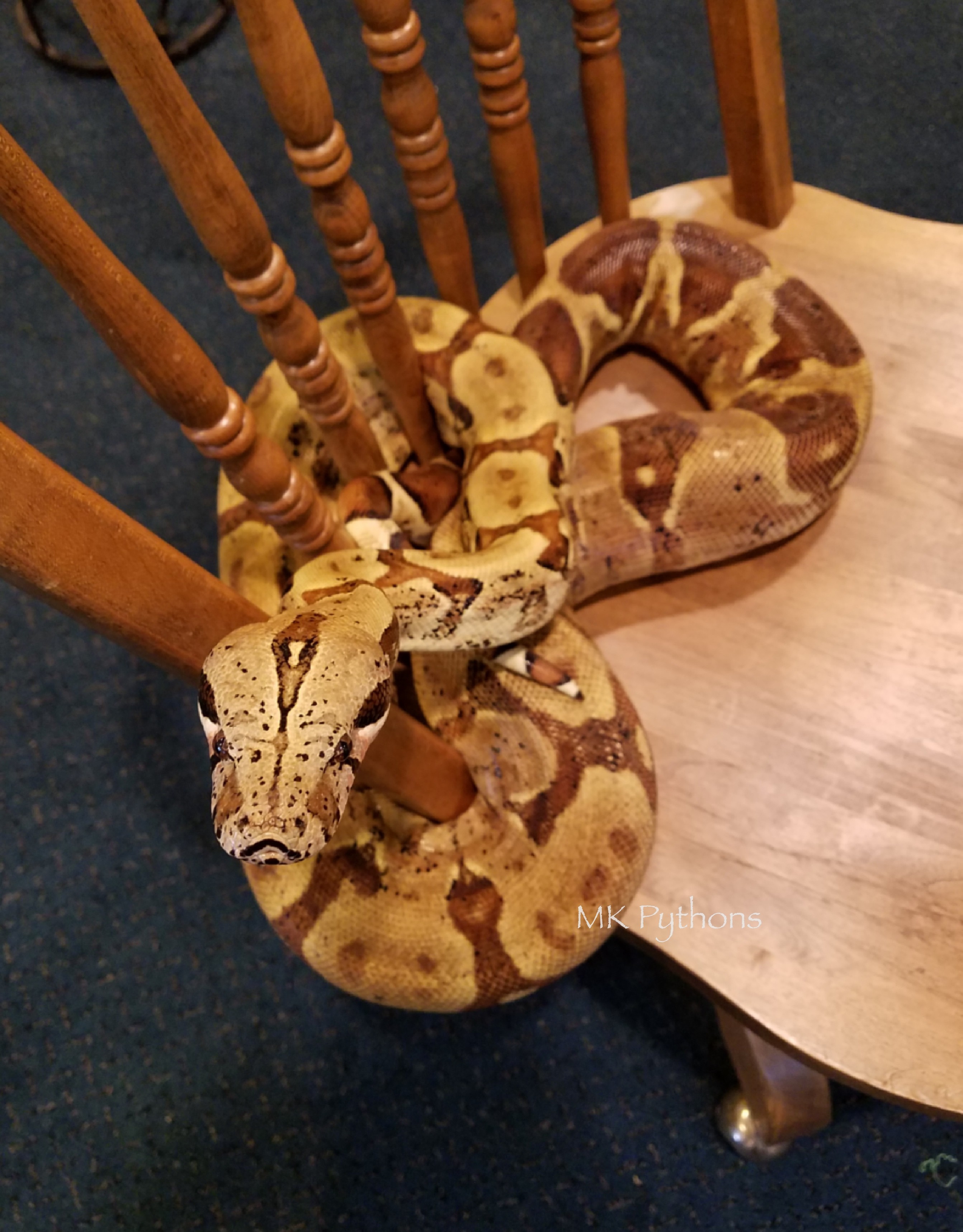 Hypo Boa Constrictor by MK Pythons