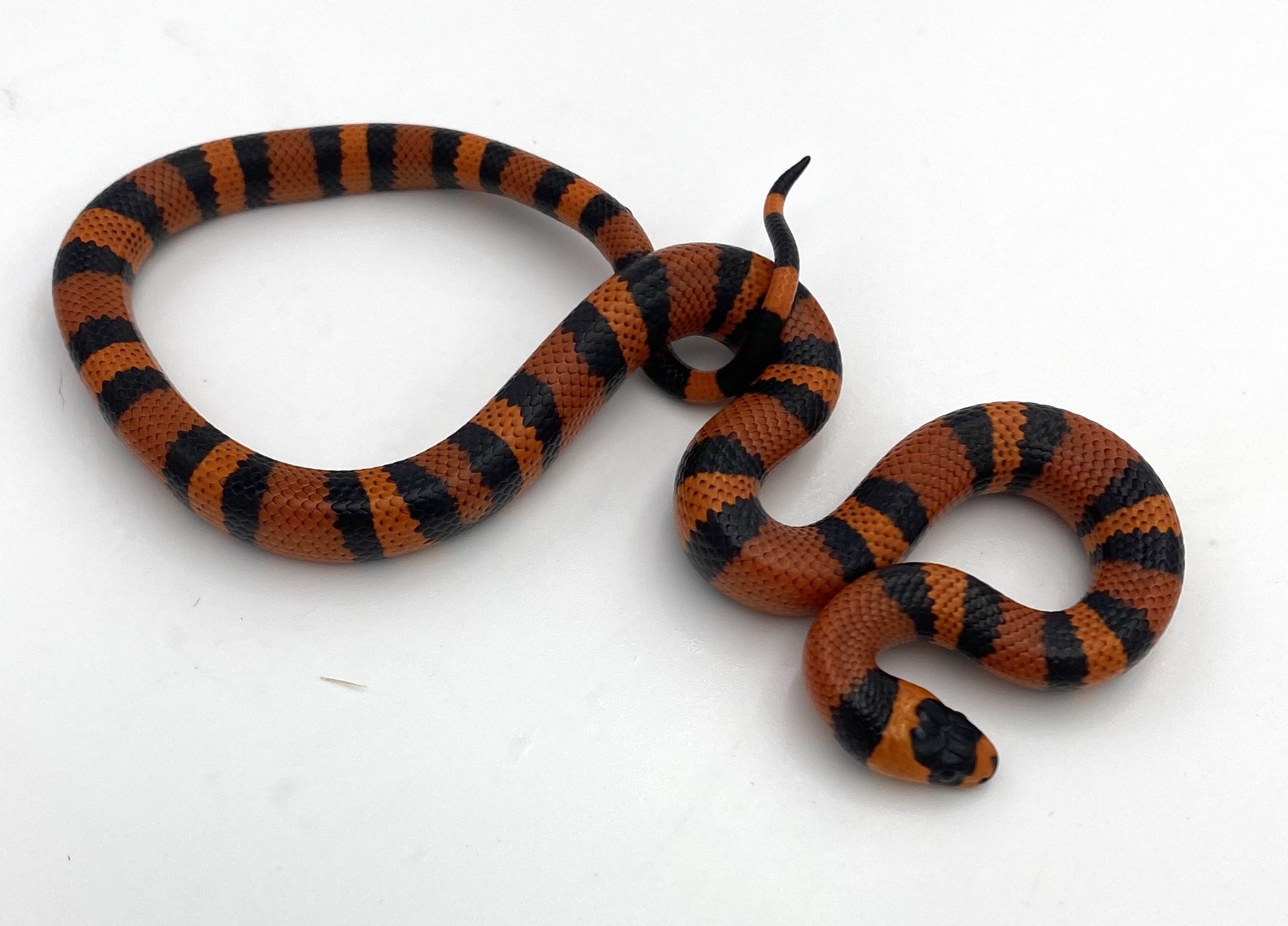 Tangerine Honduran Milk Snake by Travis Whisler Reptiles