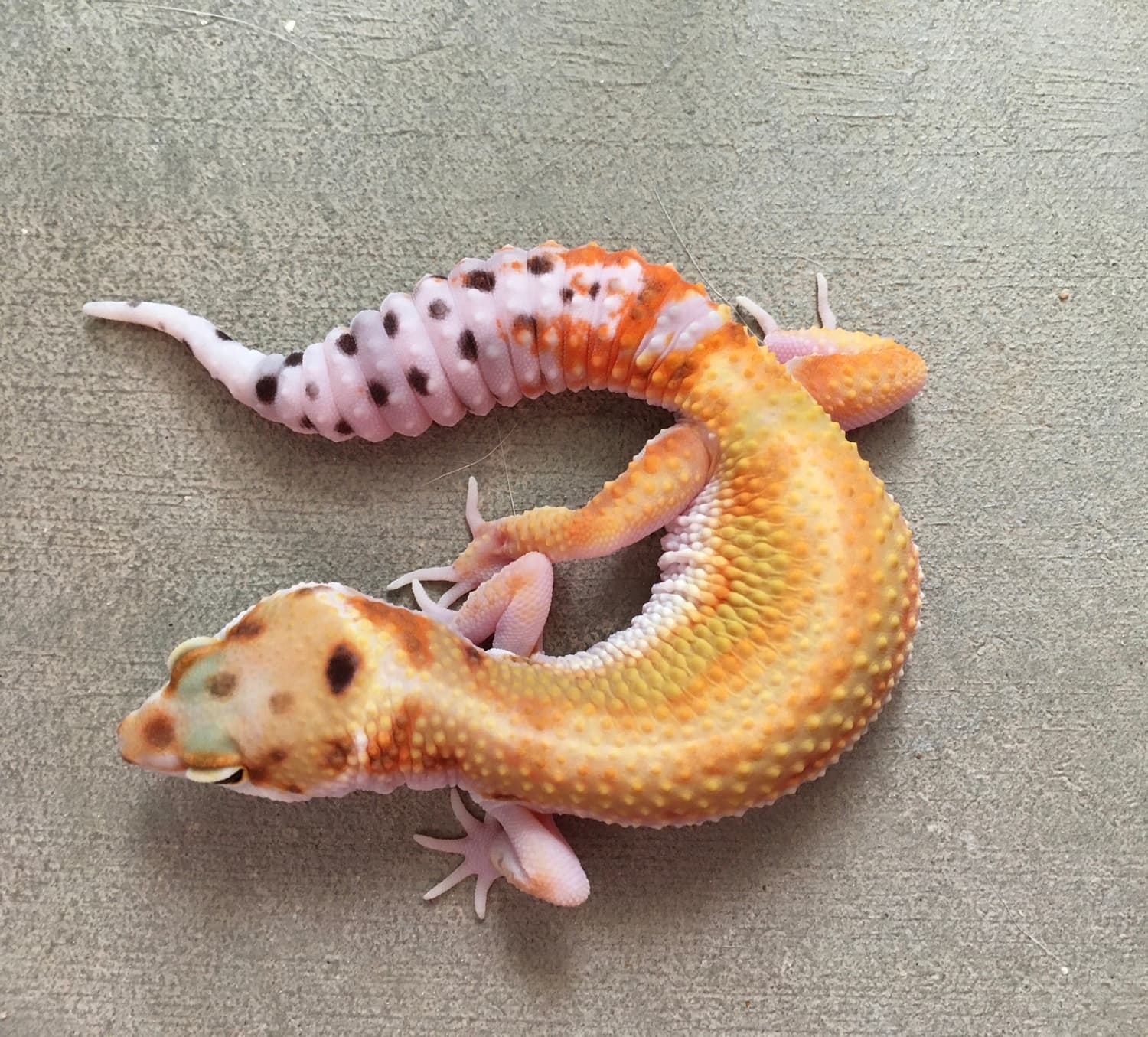 W/Y Firebold X Leopard Gecko by Mudd Pond Geckos
