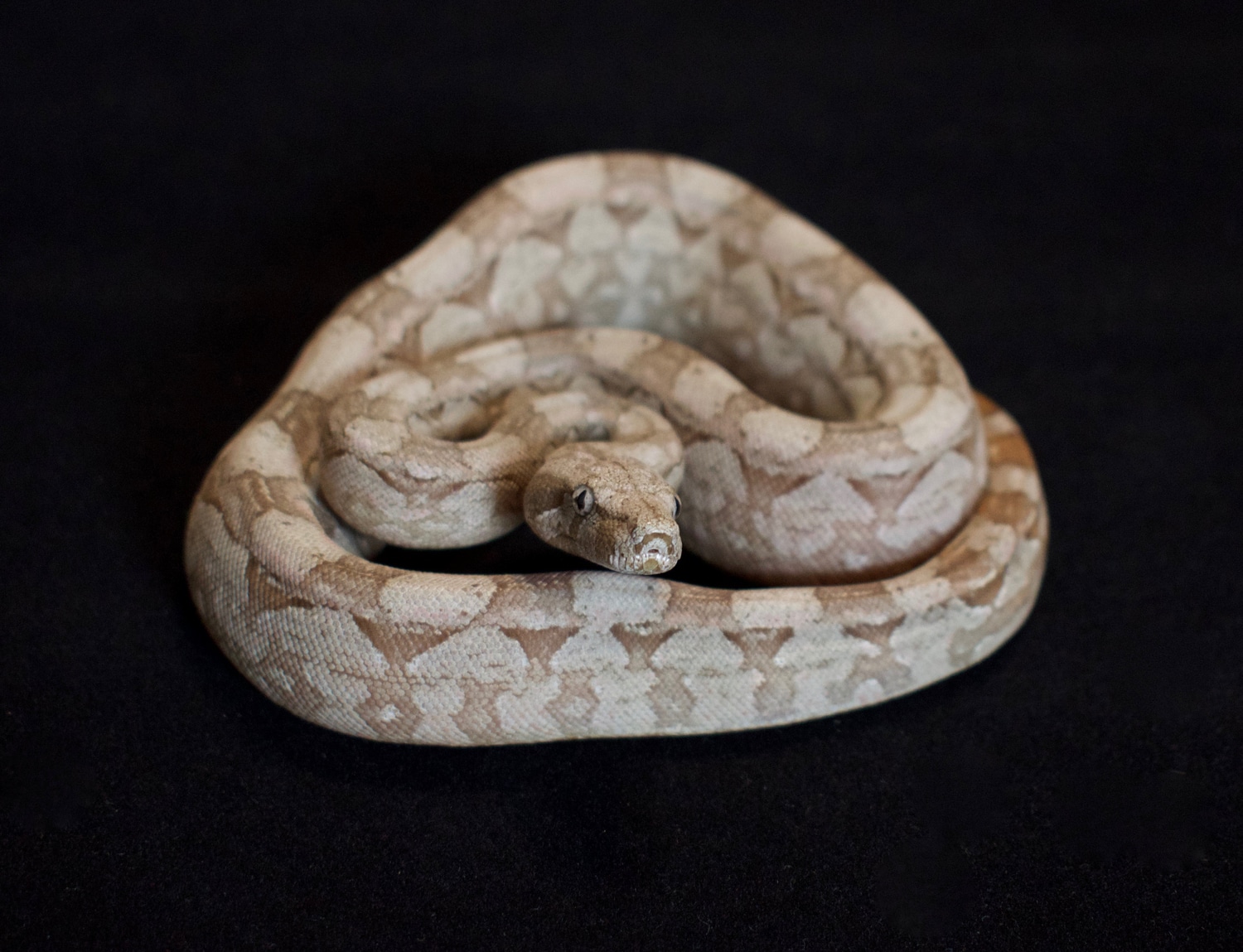 T+ Albino BCO Argentine Boa Constrictor by KL Constrictors