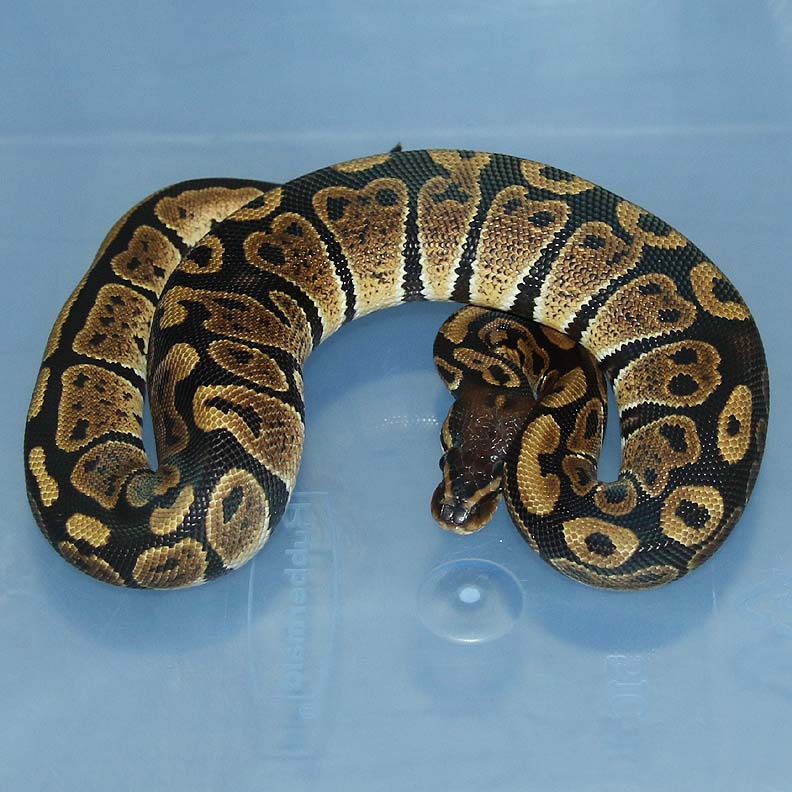 Granite Ball Python by Corey Woods Reptile