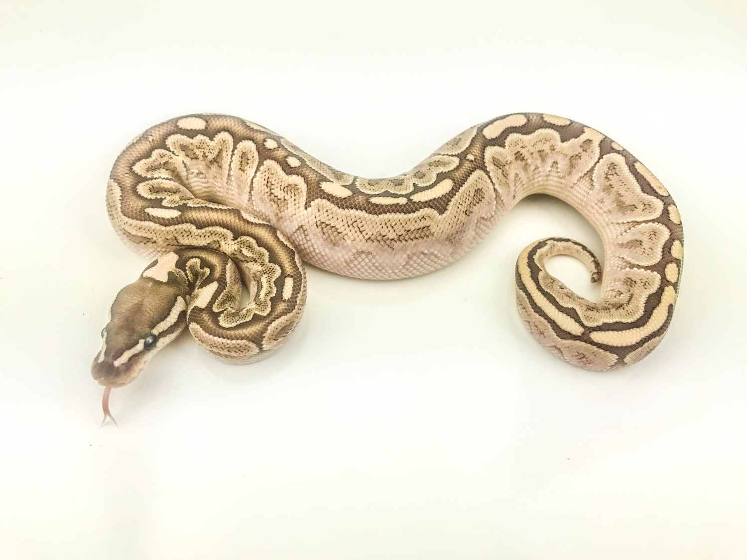 Bamboo Daddy Ball Python by On the Ball Pythons