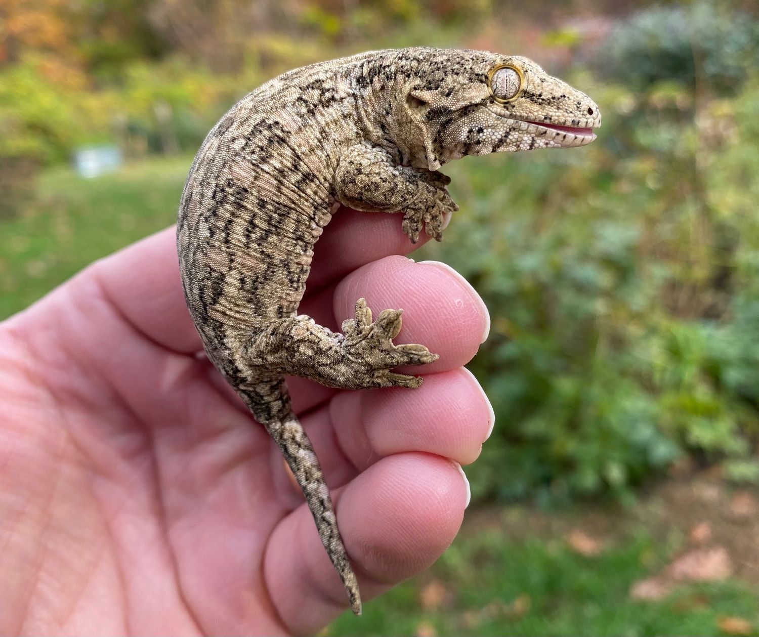 Huge GT Hatchling Leachianus Gecko by Haneisen Premium Reptiles