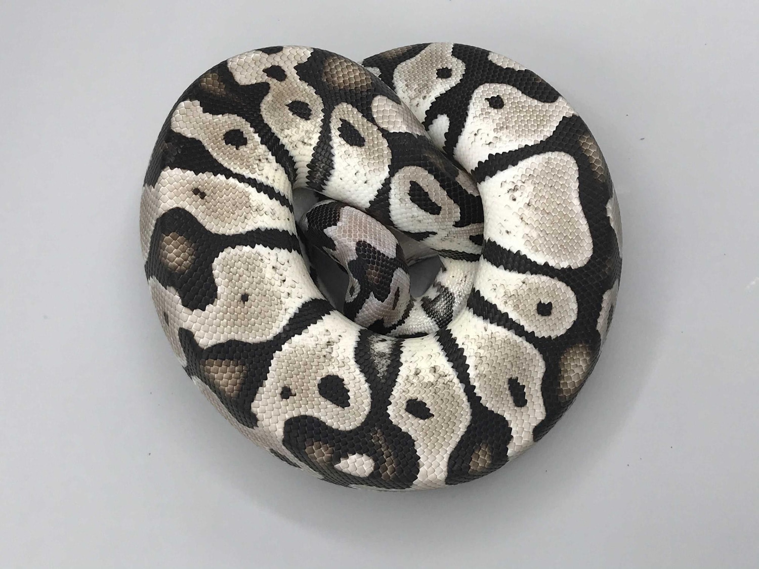 Axanthic Fire Pastel 66% Het Piebald Ball Python by Gateway City Reptiles