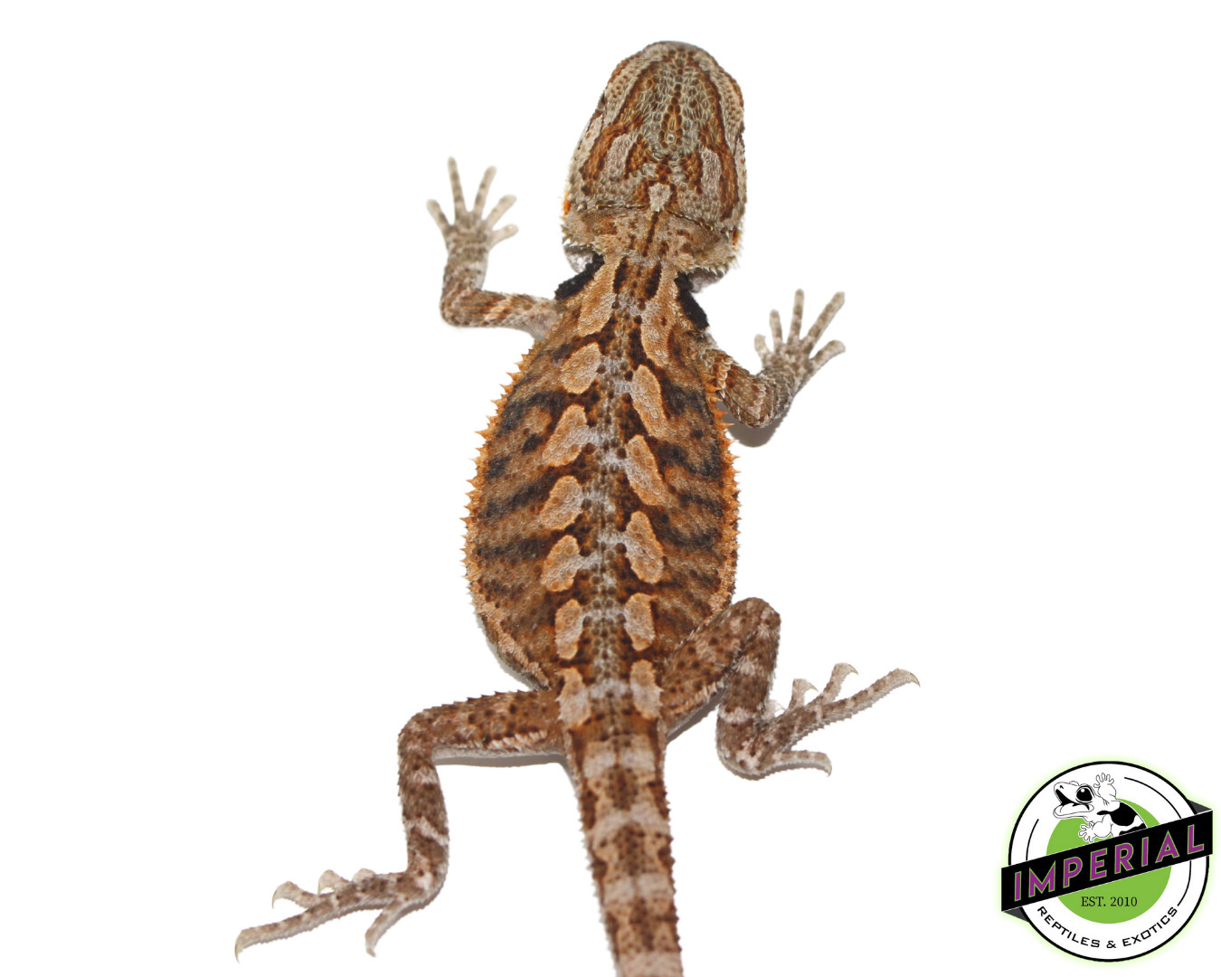 Red Central Bearded Dragon by Imperial Reptiles & Exotics, LLC