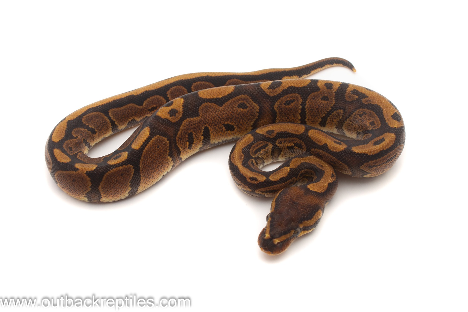 Red Stripe Ball Python by Outback Reptiles