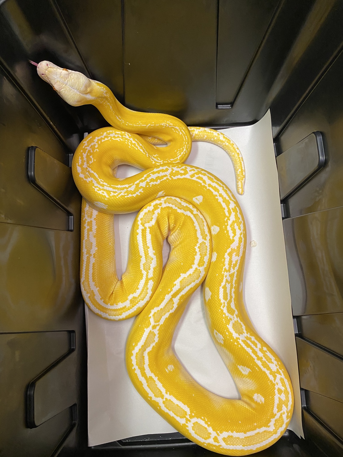 Amel Goldenchild Reticulated Python by Grand pythons