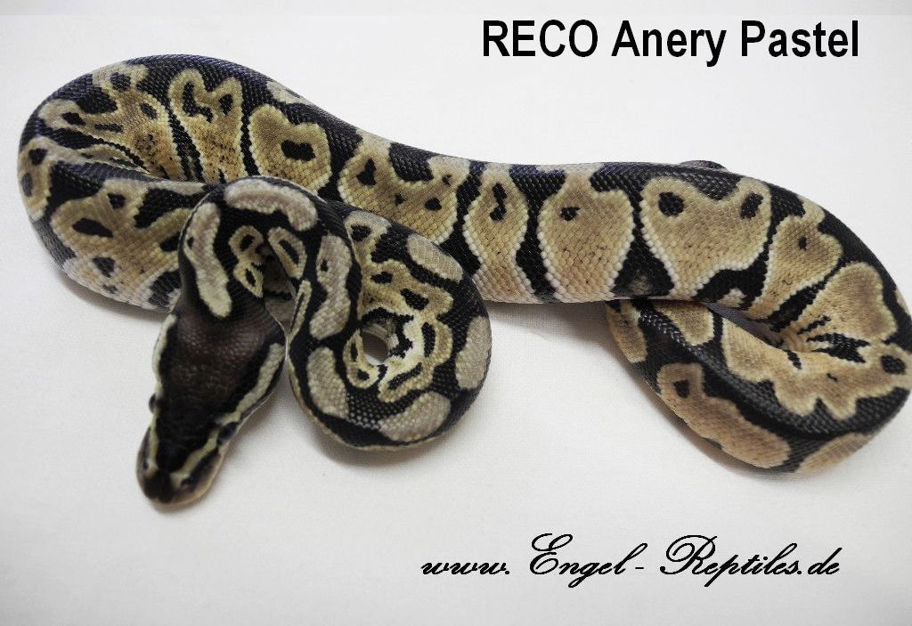 RECO Anery Pastel by Engel Reptiles