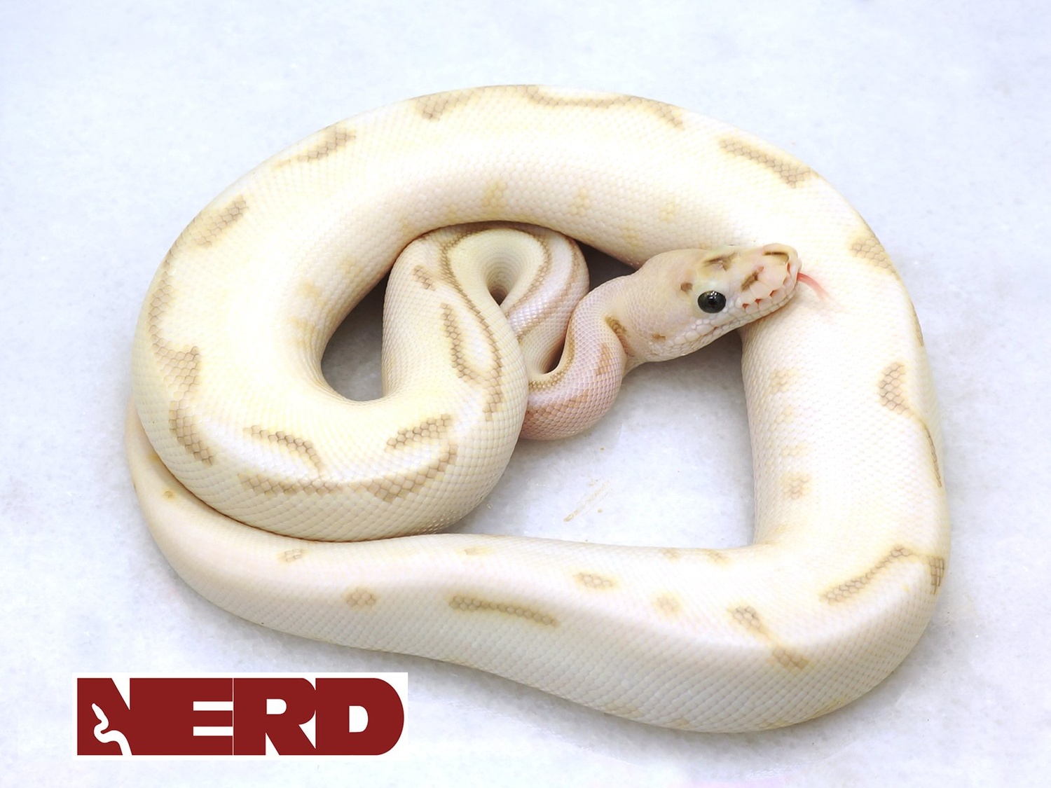 Orion Lesser Bee ++ Ball Python by New England Reptile Distributors