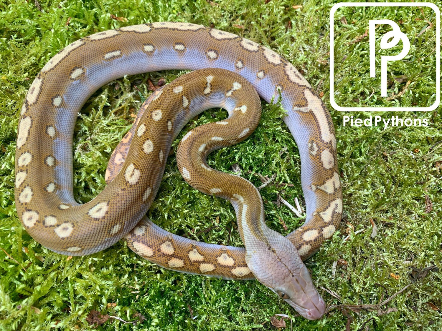 Amber (Bacon Het Ogs) Reticulated Python by Pied Pythons