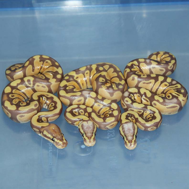 Maple Ball Python (Left) and two Pastel Maple Ball Pythons by Corey Woods by Corey Woods