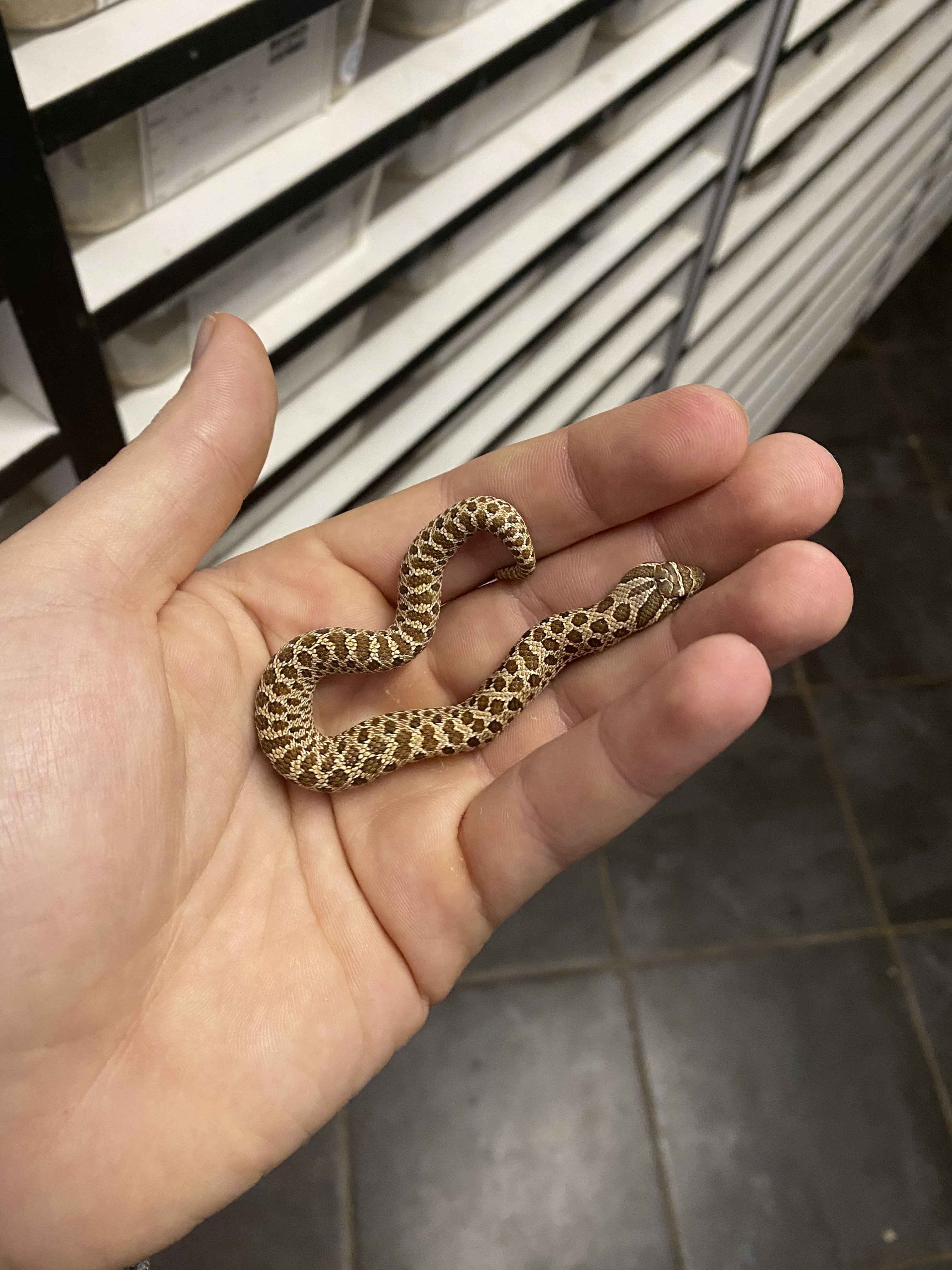Normal Western Hognose by Reptiles for Centuries
