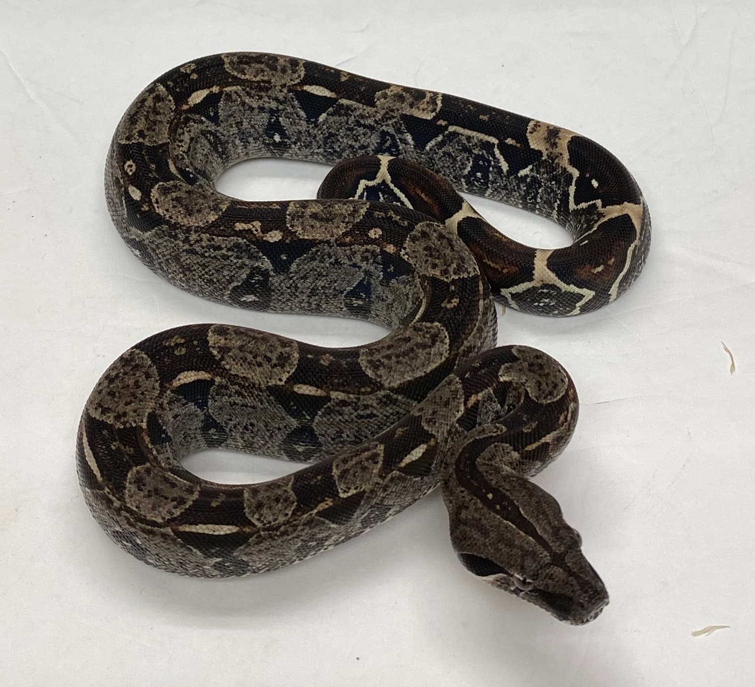 IMG 66% Het VPI T+ Boa Constrictor by Motion Reptiles