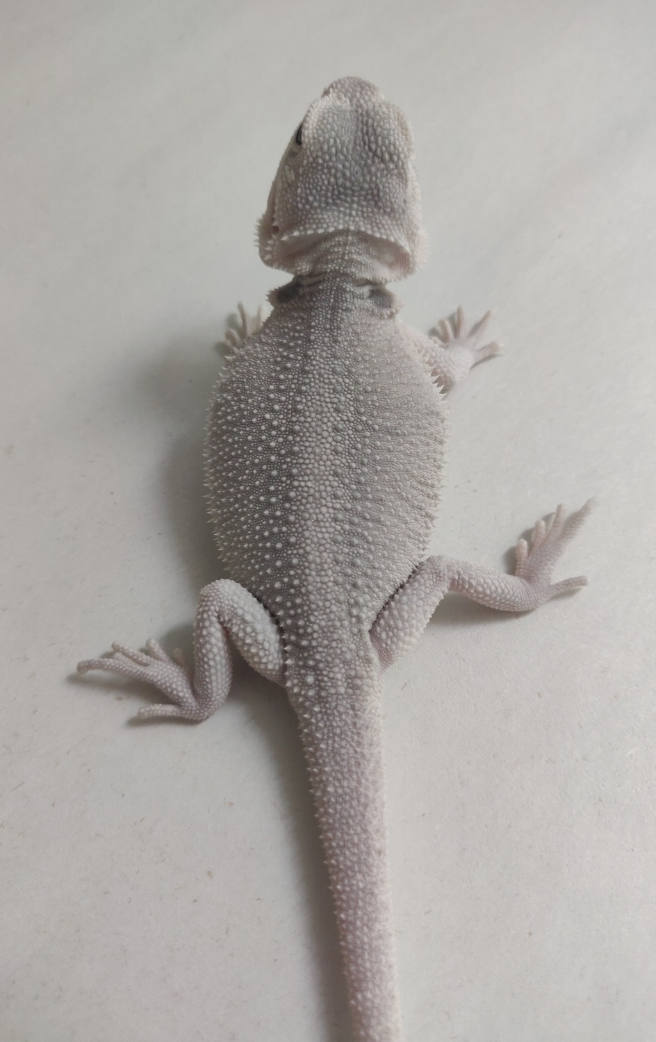 Hypo Dunner Zero Possible Het Wits/Trans Central Bearded Dragon by Phantom Dragons, Inc.