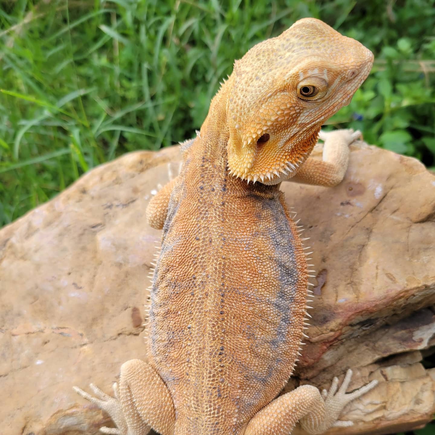 Hypo Leatherback Dunner 66% Het Zero 50% Het Wit Central Bearded Dragon by Wicked Dragons
