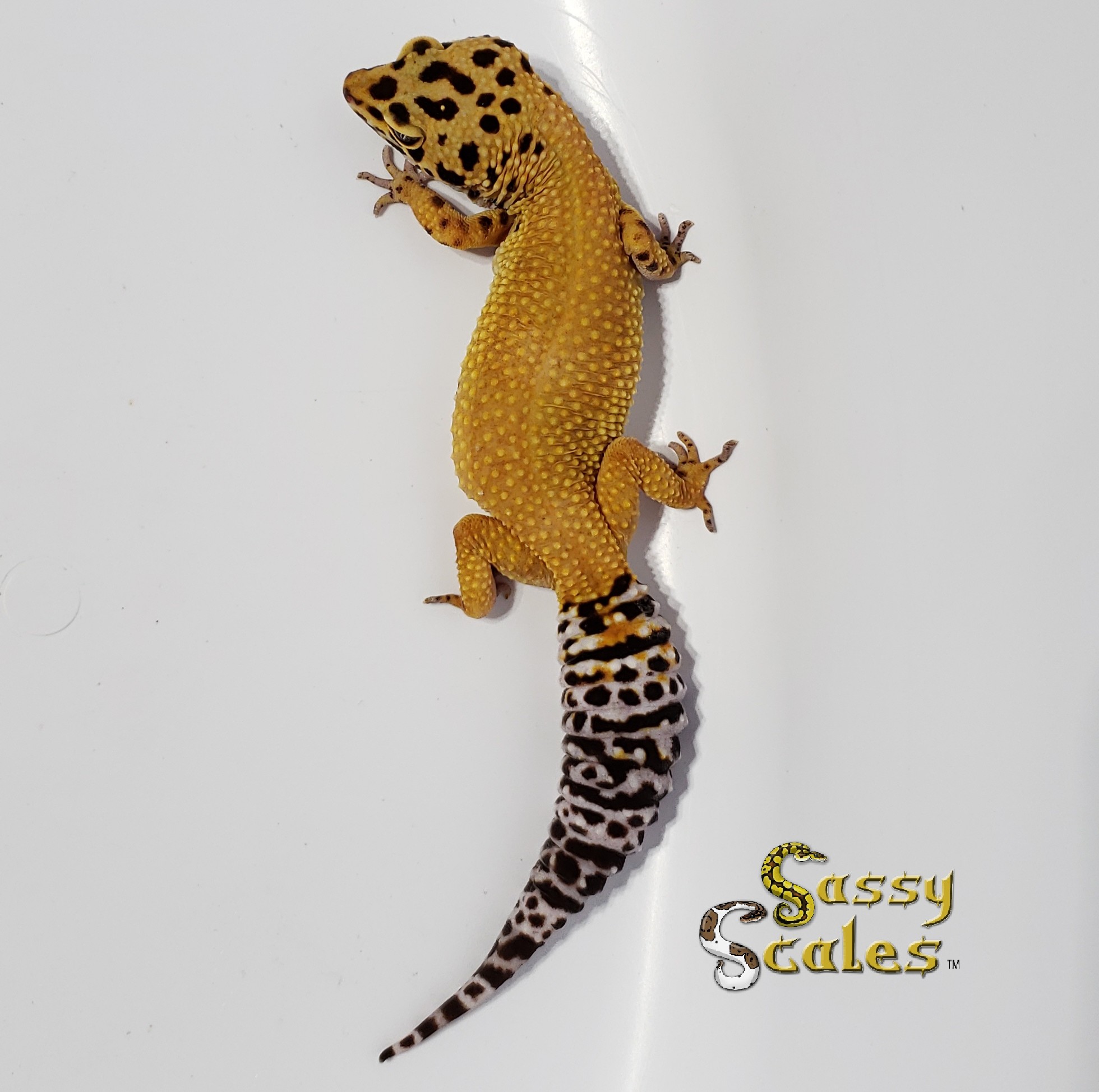 Blood Emerine Leopard Gecko by Sassy Scales