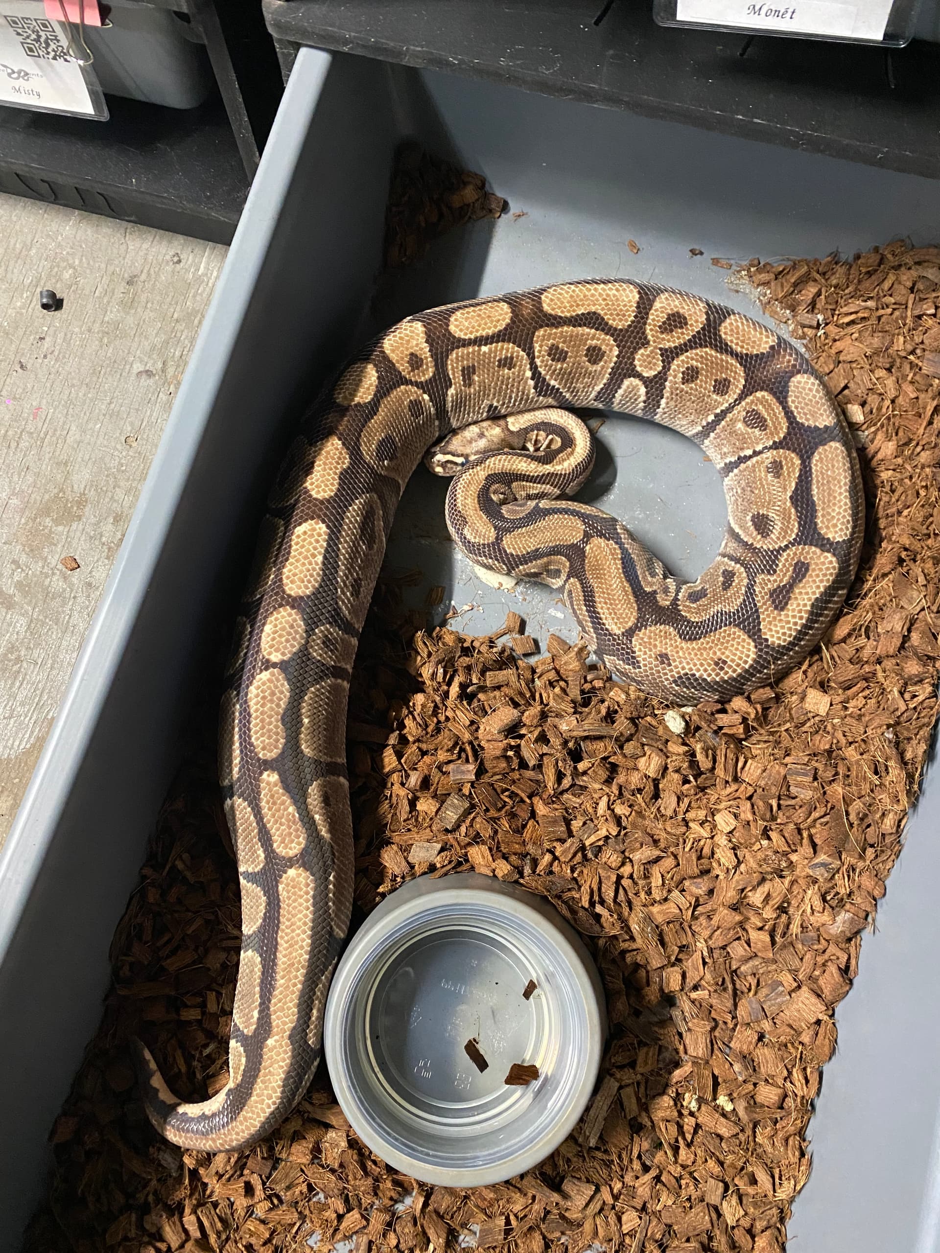 Huge suck. Thoughts? - Ball Pythons - MorphMarket Reptile Community