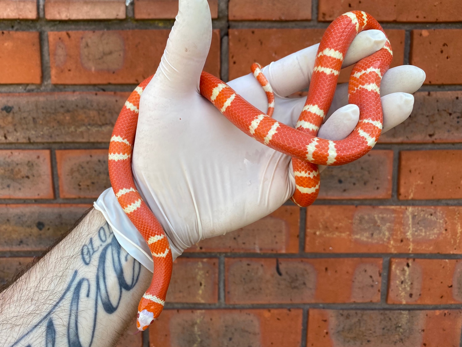 Tangerine Hypo Albino Pinstripe Vanishing Pattern Honduran Milk Snake by Crystal Palace Reptiles