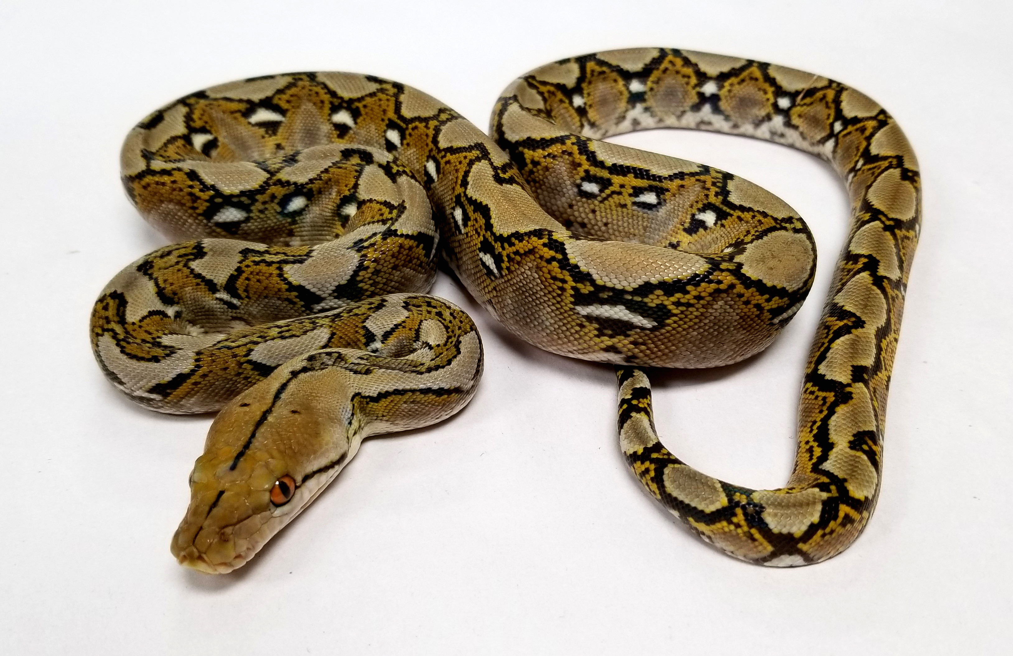 Classic Reticulated Python by Prehistoric Pets