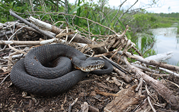 Common-Watersnake_1_Trevor-Persons