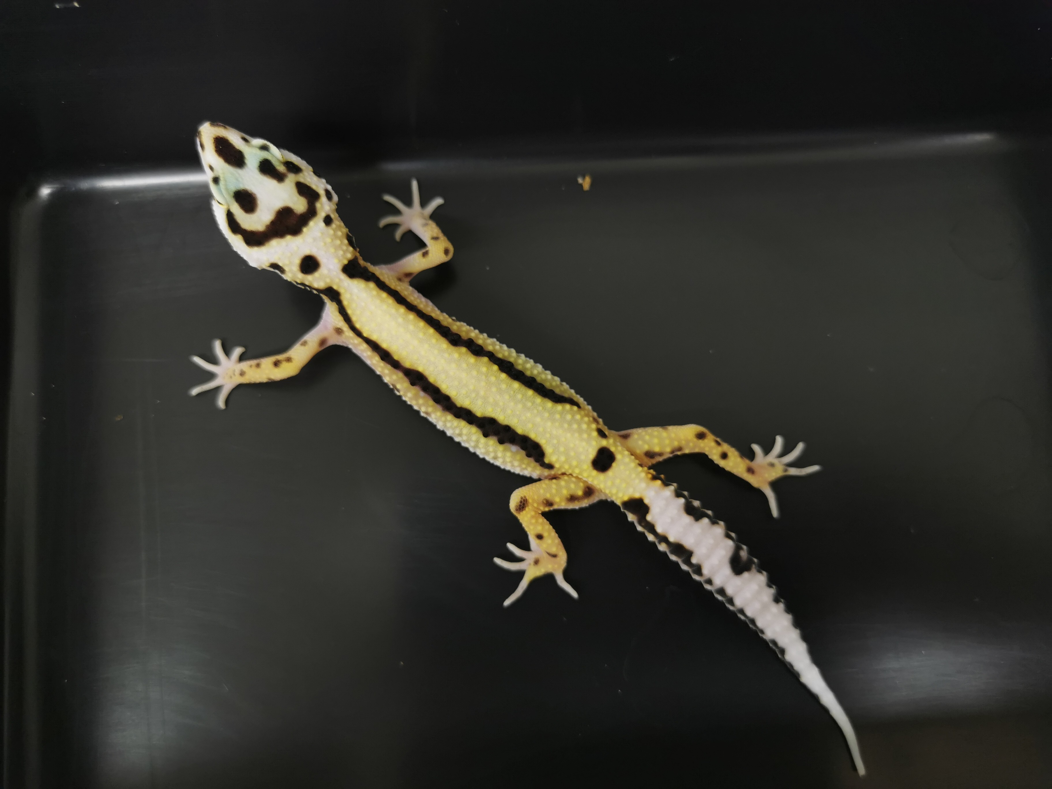 Bandit Leopard Gecko by The Reptile Ark