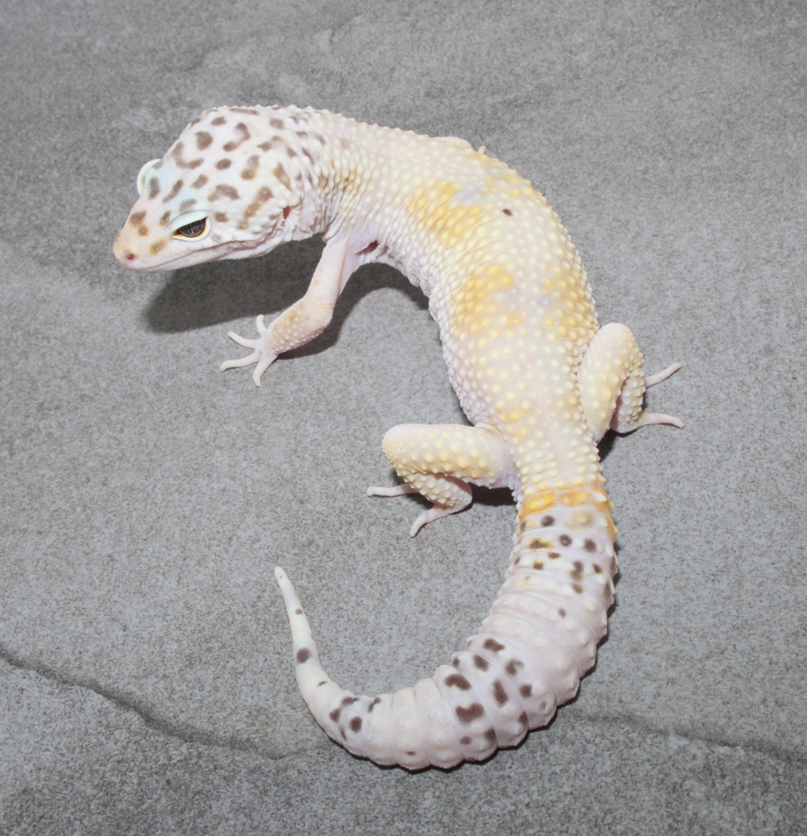Ghost Leopard Gecko by Impeccable Gecko