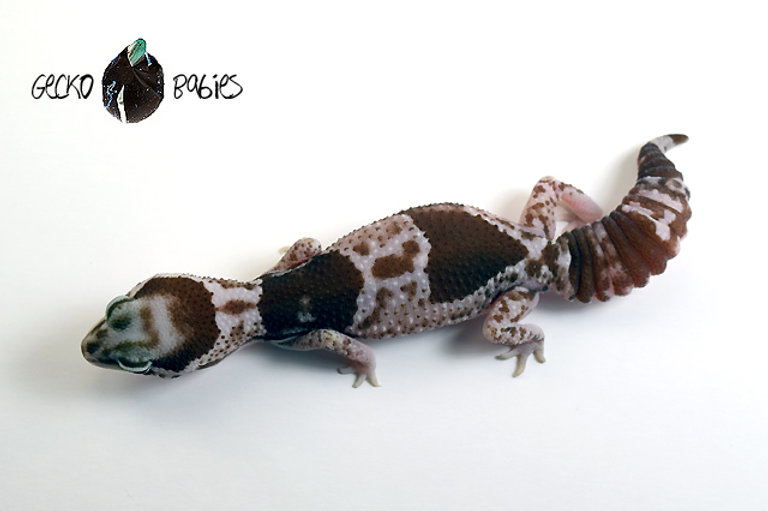 Oreo African Fat-Tailed Gecko by Gecko Babies