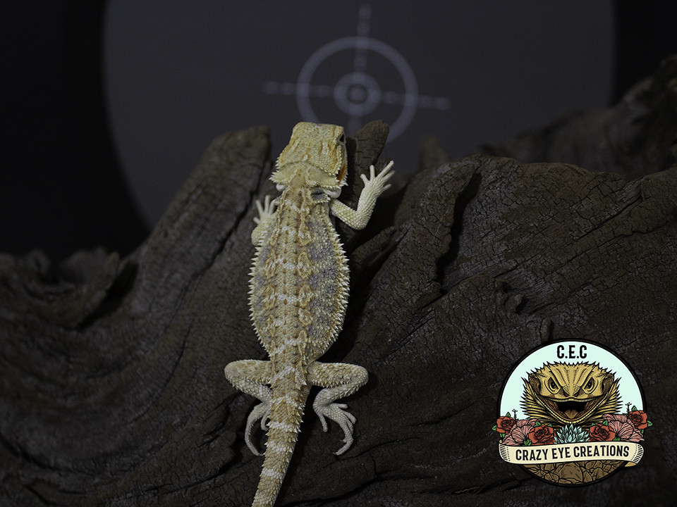 Hypo Central Bearded Dragon by Crazy Eye Creations