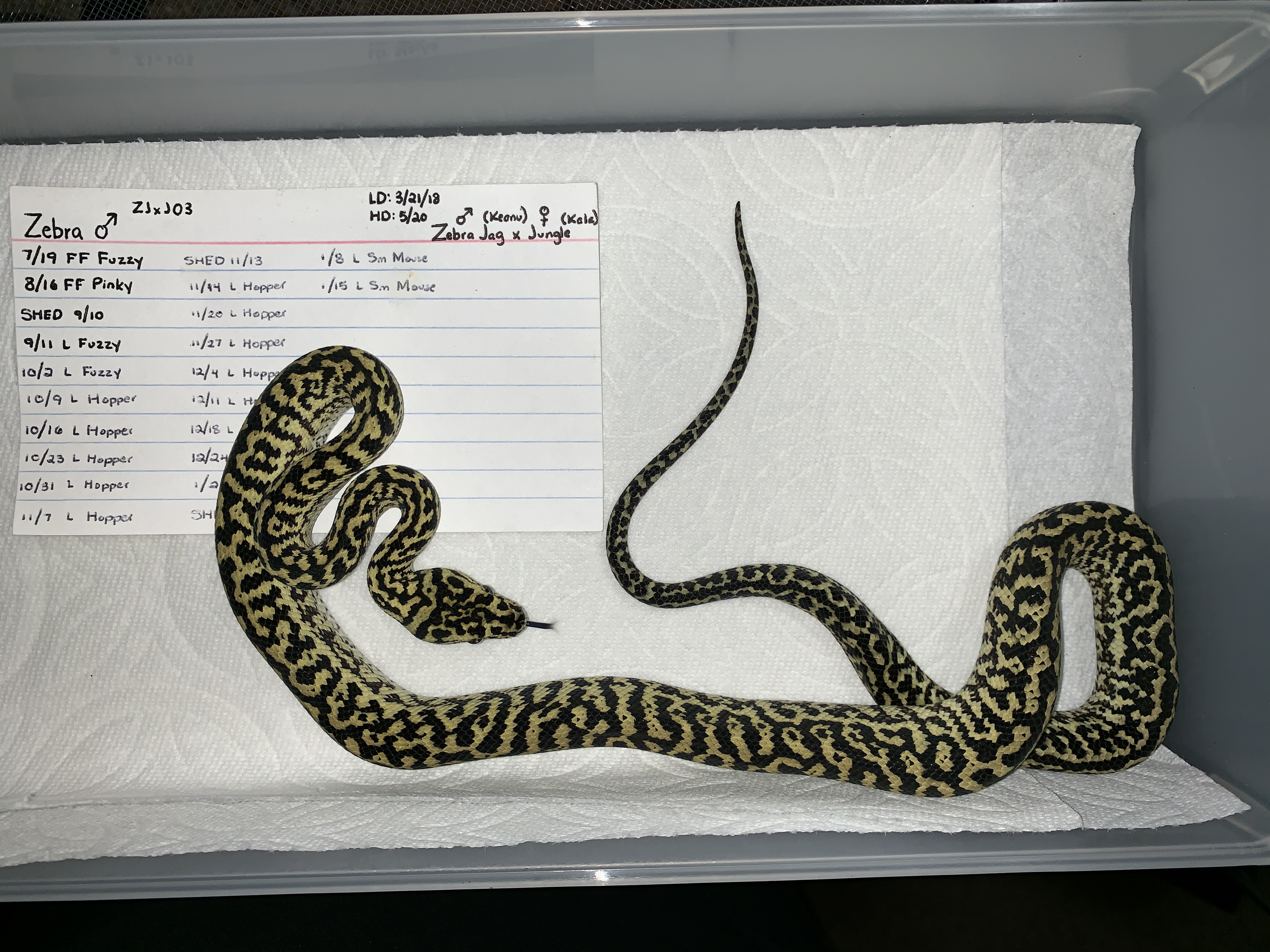 Zebra Jungle Carpet Python by Tristan Koga Reptiles & Photography
