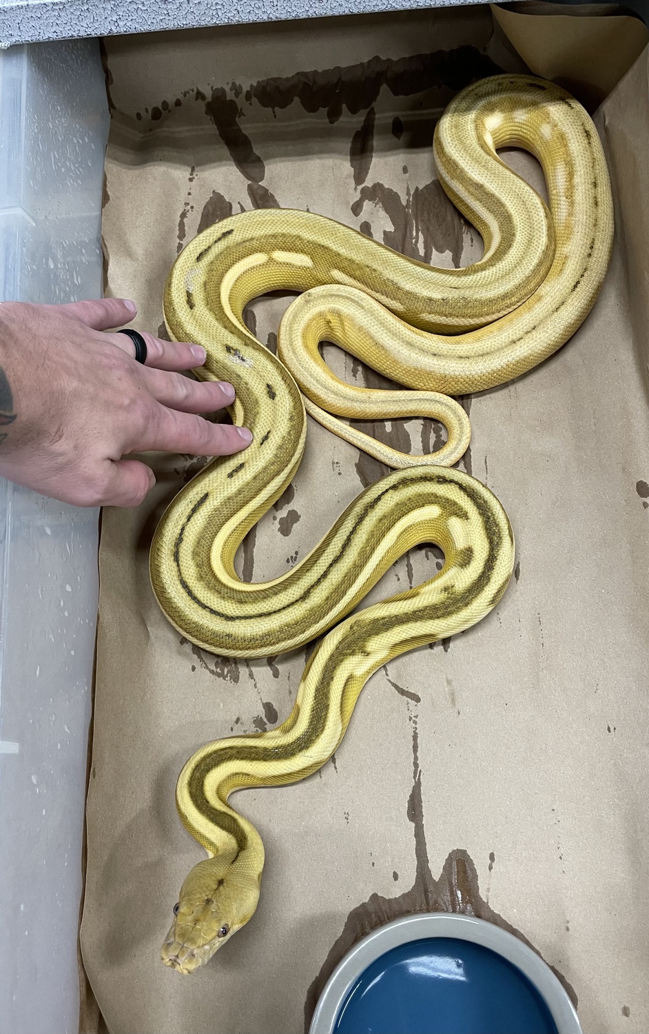Ogs Suntiger Reticulated Python by New Shed Serpents