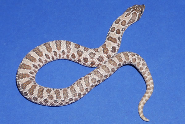 Arctic Western Hognose by Geckos Etc. Herpetoculture