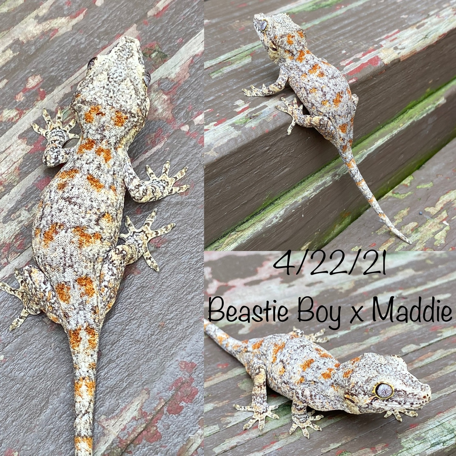Beastie Boy X Maddie Orange Spot Gargoyle Gargoyle Gecko by Nature Nut Reptiles