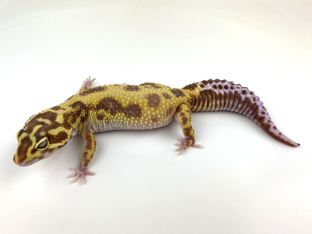 Jungle Leopard Gecko by Royal Constrictor Designs