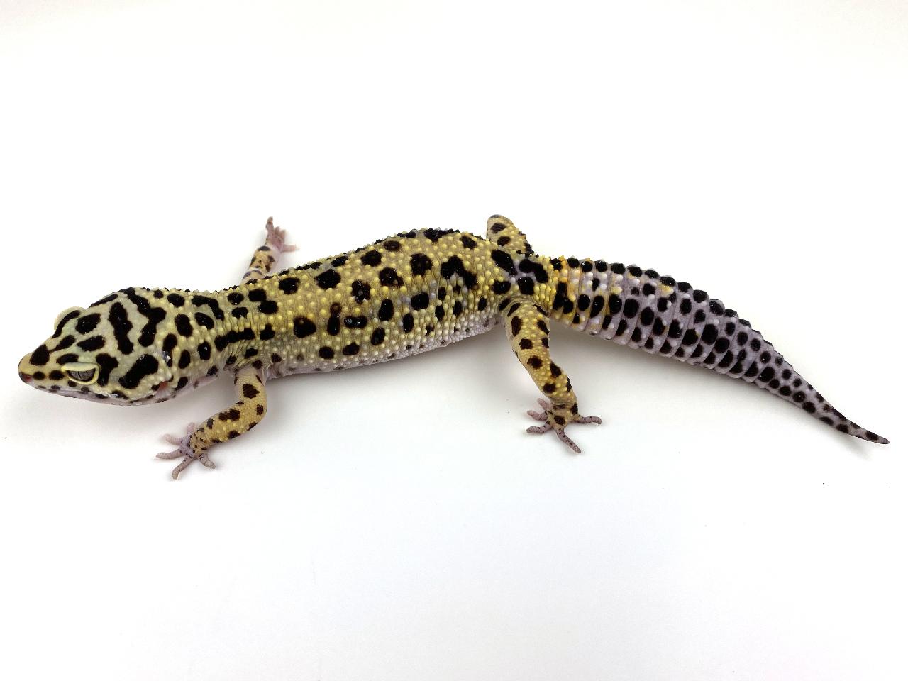 Jungle Leopard Gecko by Royal Constrictor Designs