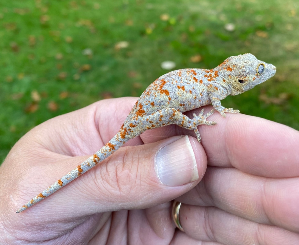 Orange Superblotch Gargoyle Gecko by Haneisen Premium Reptiles