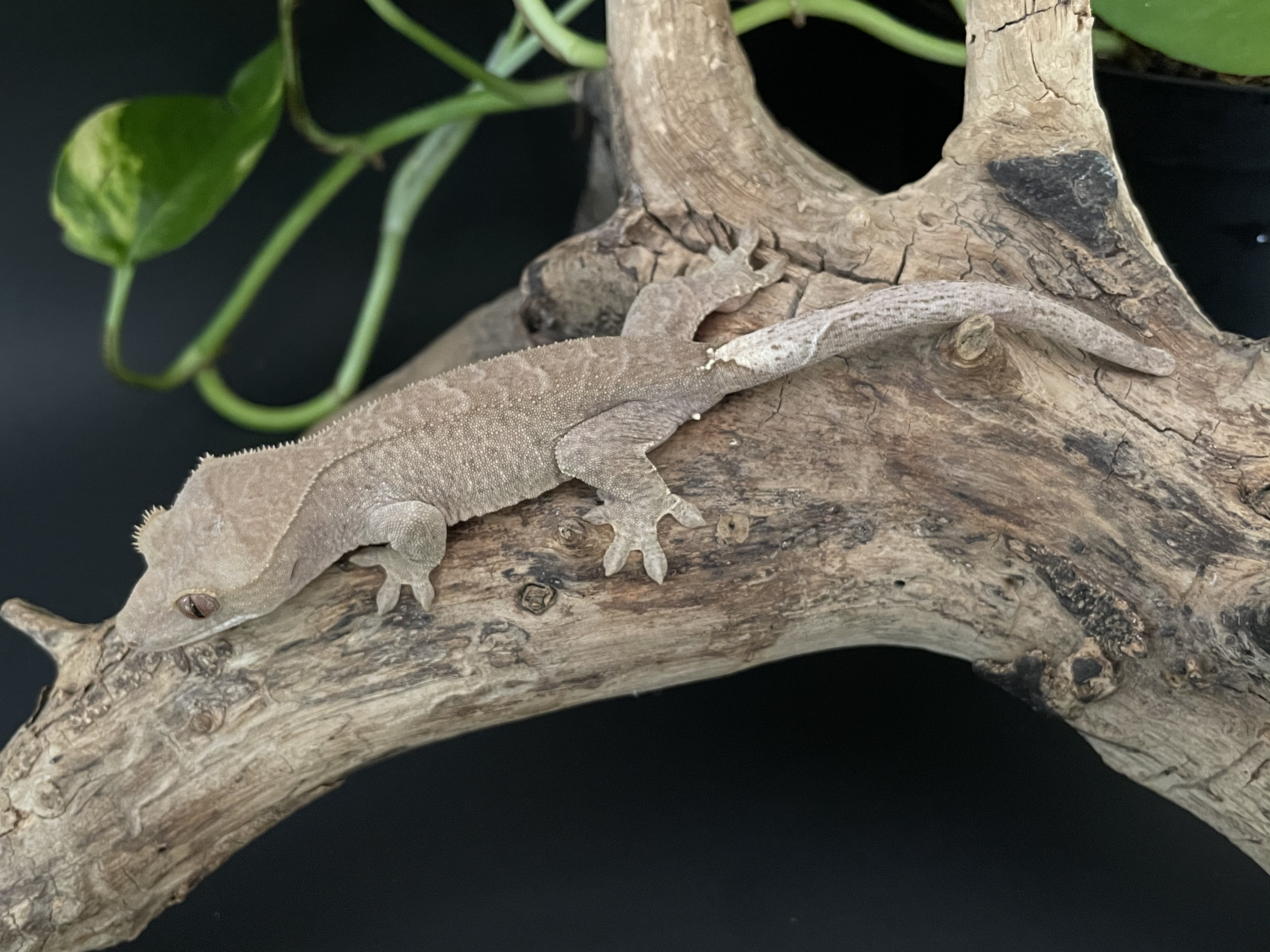 Patternless Crested Gecko by Green Stuff Exotics