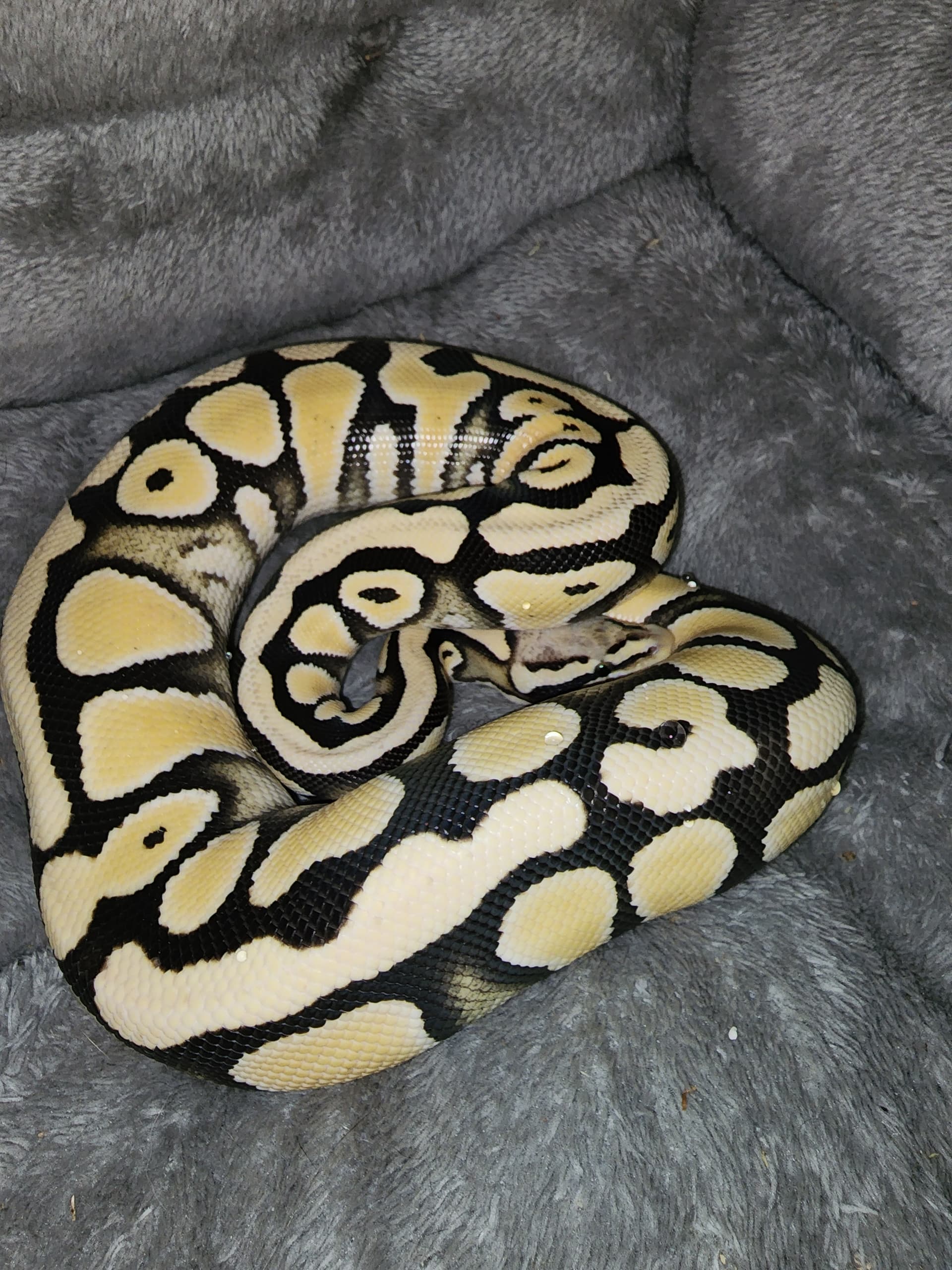 Fresh paint on this not so little lady - Ball Pythons - MorphMarket ...