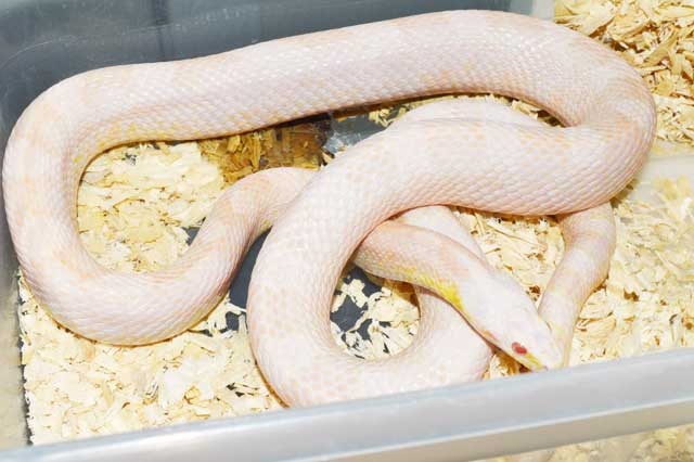 Strawberry Avalanche/Red Factor Granite Corn Snake by VMS Professional Herpetoculture