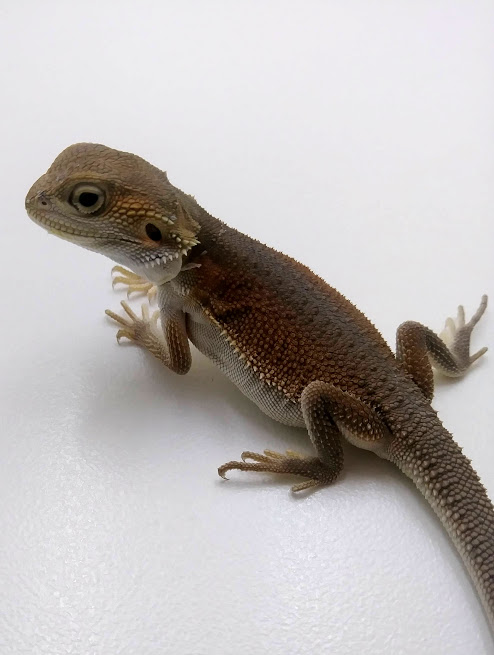 Male Witblits Central Bearded Dragon by Florida Grown Reptiles