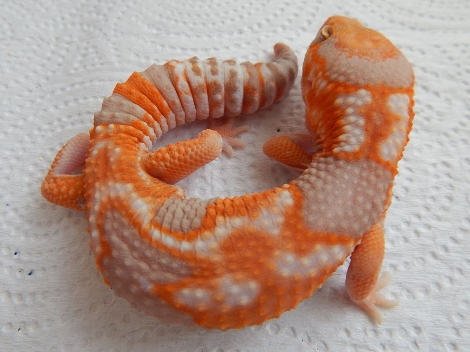 Tangerine AB. Whiteout Amel Ph. Patty African Fat-Tailed Gecko by Leckomygecko