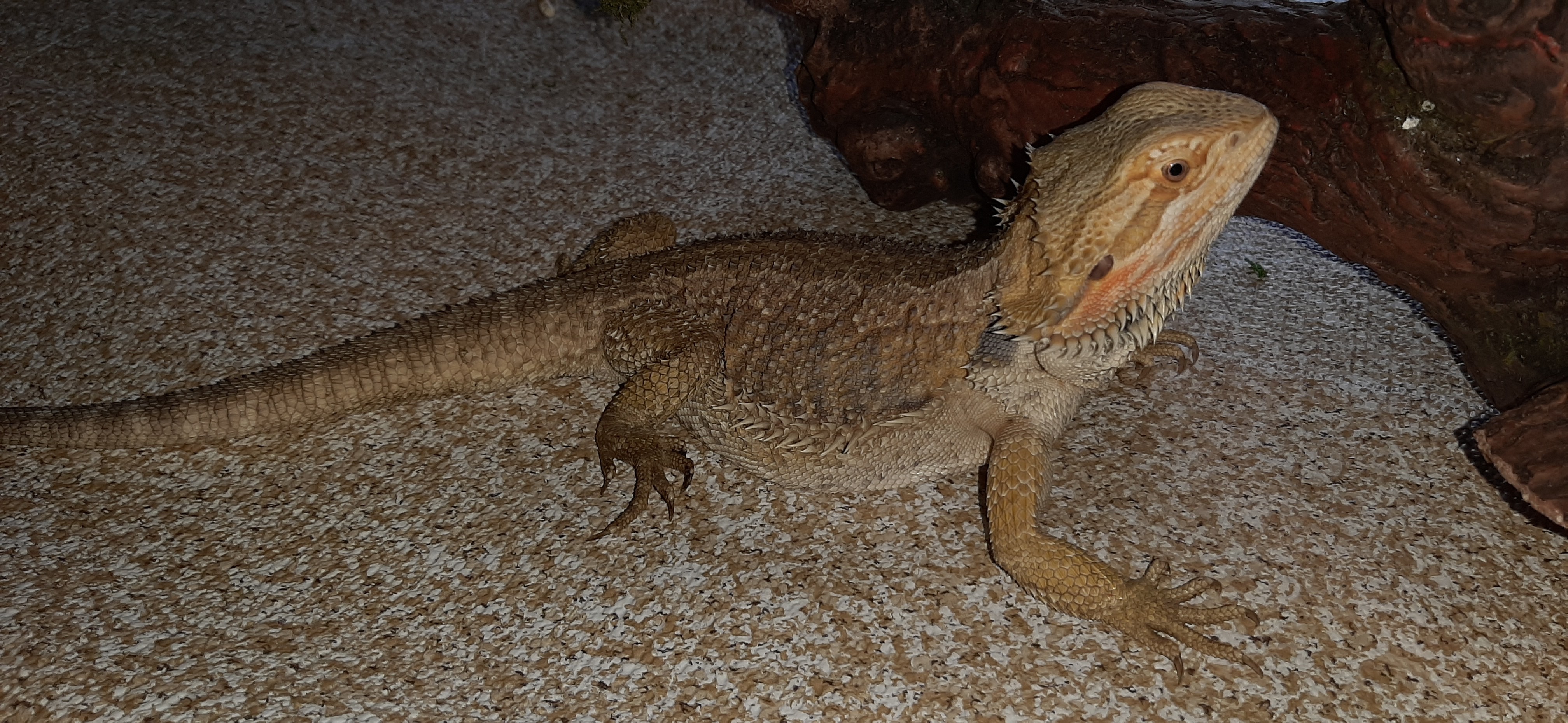 Citrus Central Bearded Dragon by Critter Castle Pets And Supplies